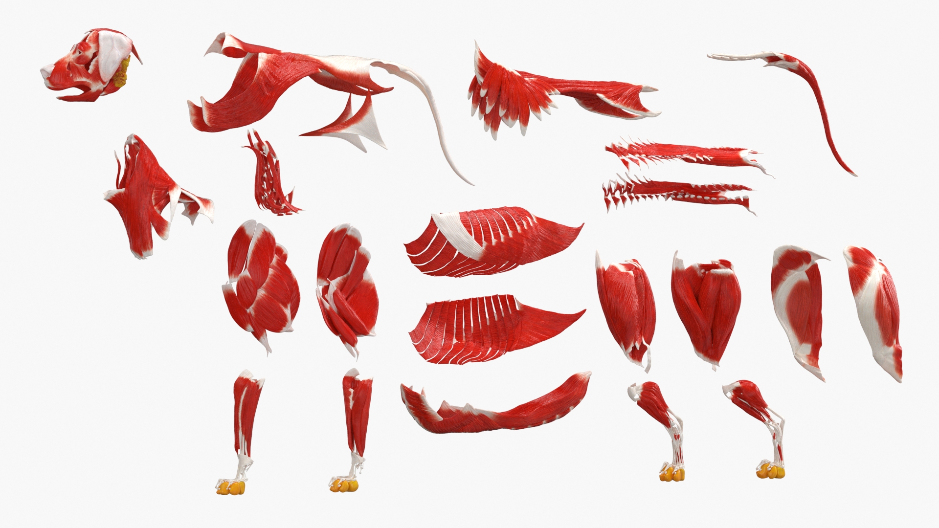 Canine Full Anatomy Model with Transparent Body, view 12