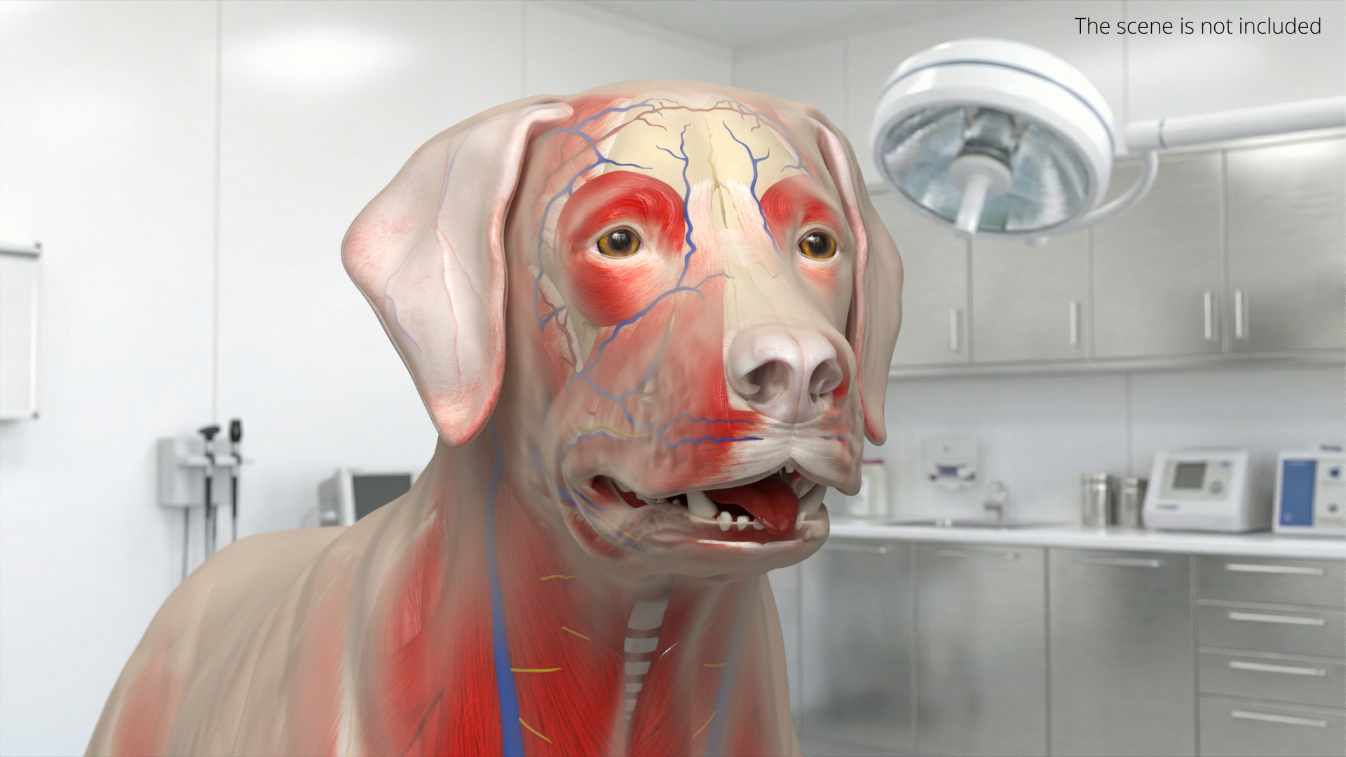 Canine Full Anatomy Model with Transparent Body, view 5