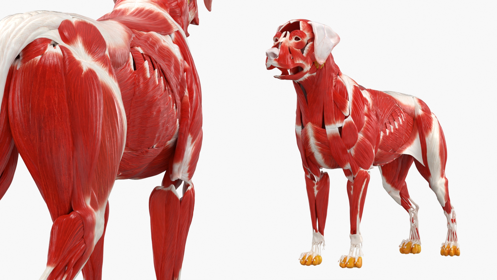 Canine Full Anatomy Model with Transparent Body, view 11
