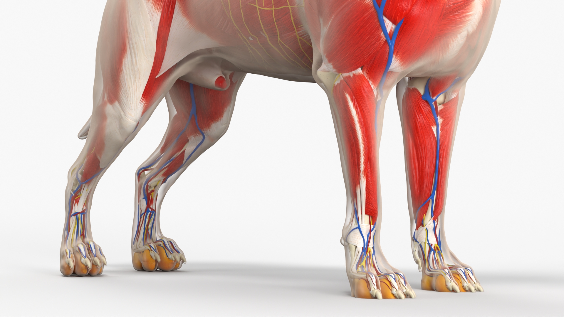 Canine Full Anatomy Model with Transparent Body, view 7