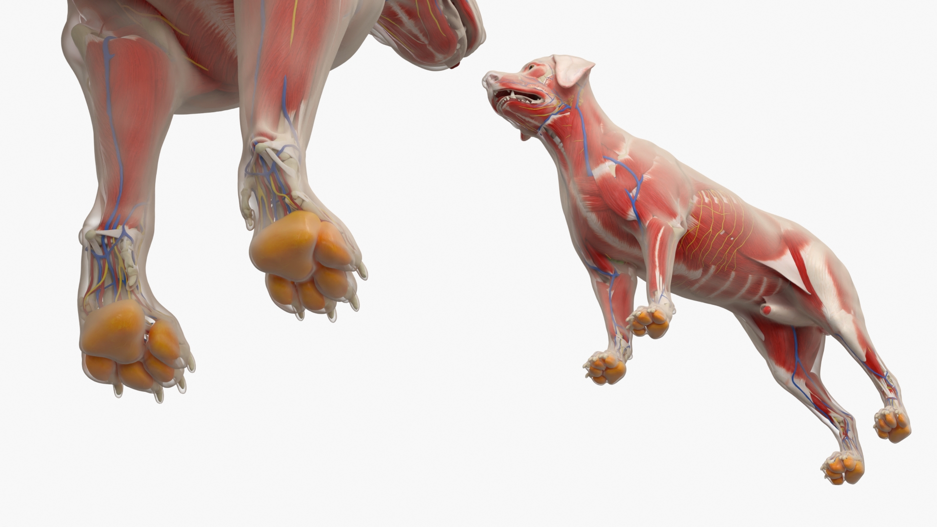 Canine Full Anatomy Model with Transparent Body, view 9