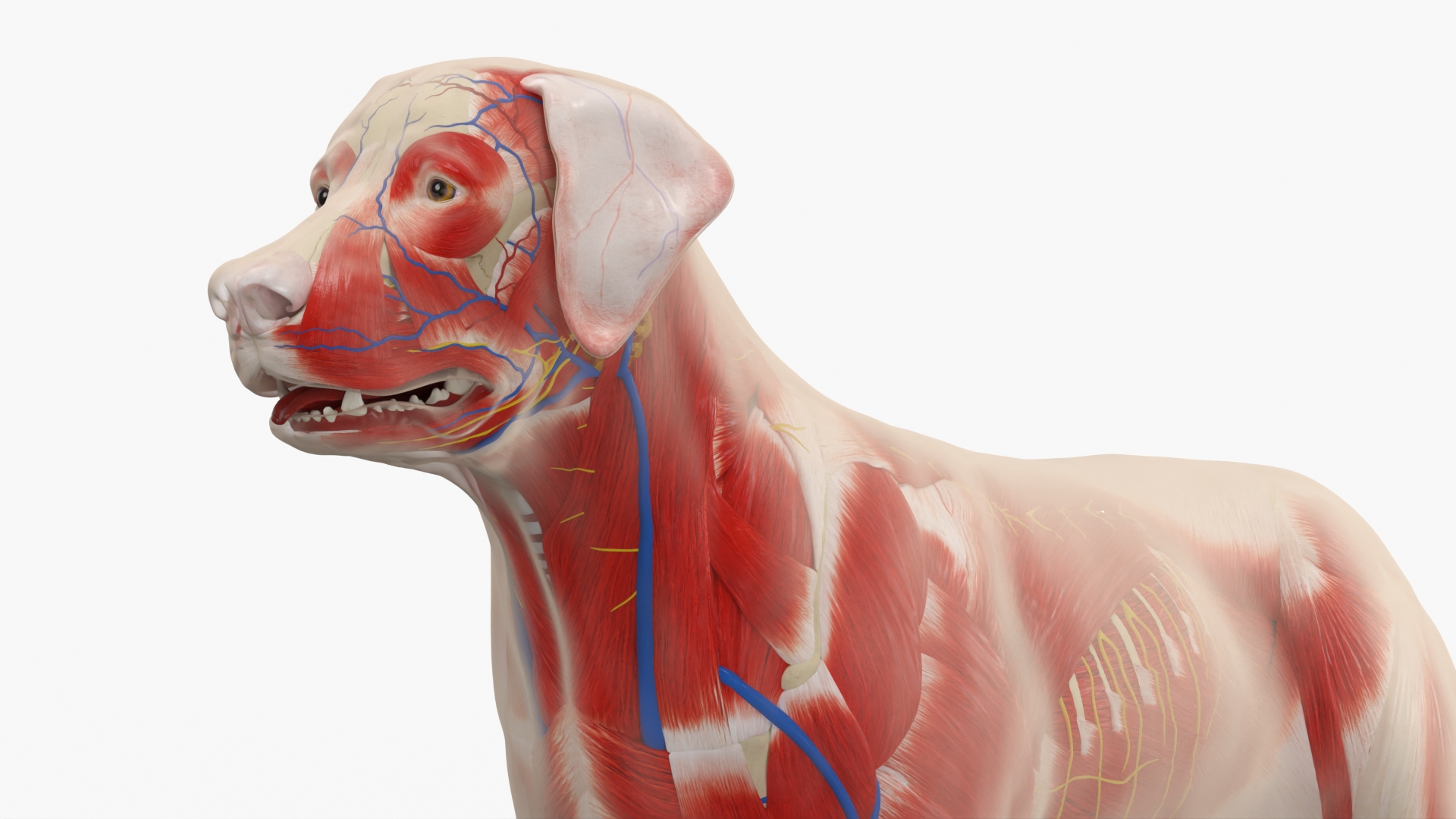 Canine Full Anatomy Model with Transparent Body, view 6