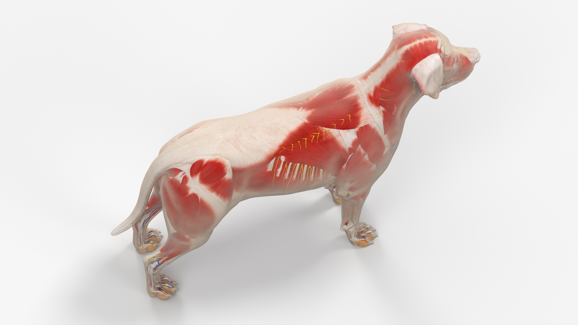 Canine Full Anatomy Model with Transparent Body, view 8