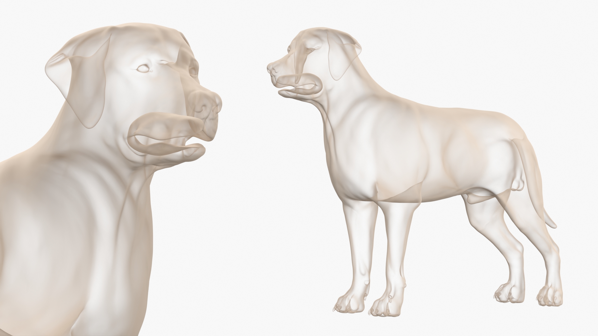 Canine Full Anatomy Model with Transparent Body, view 10