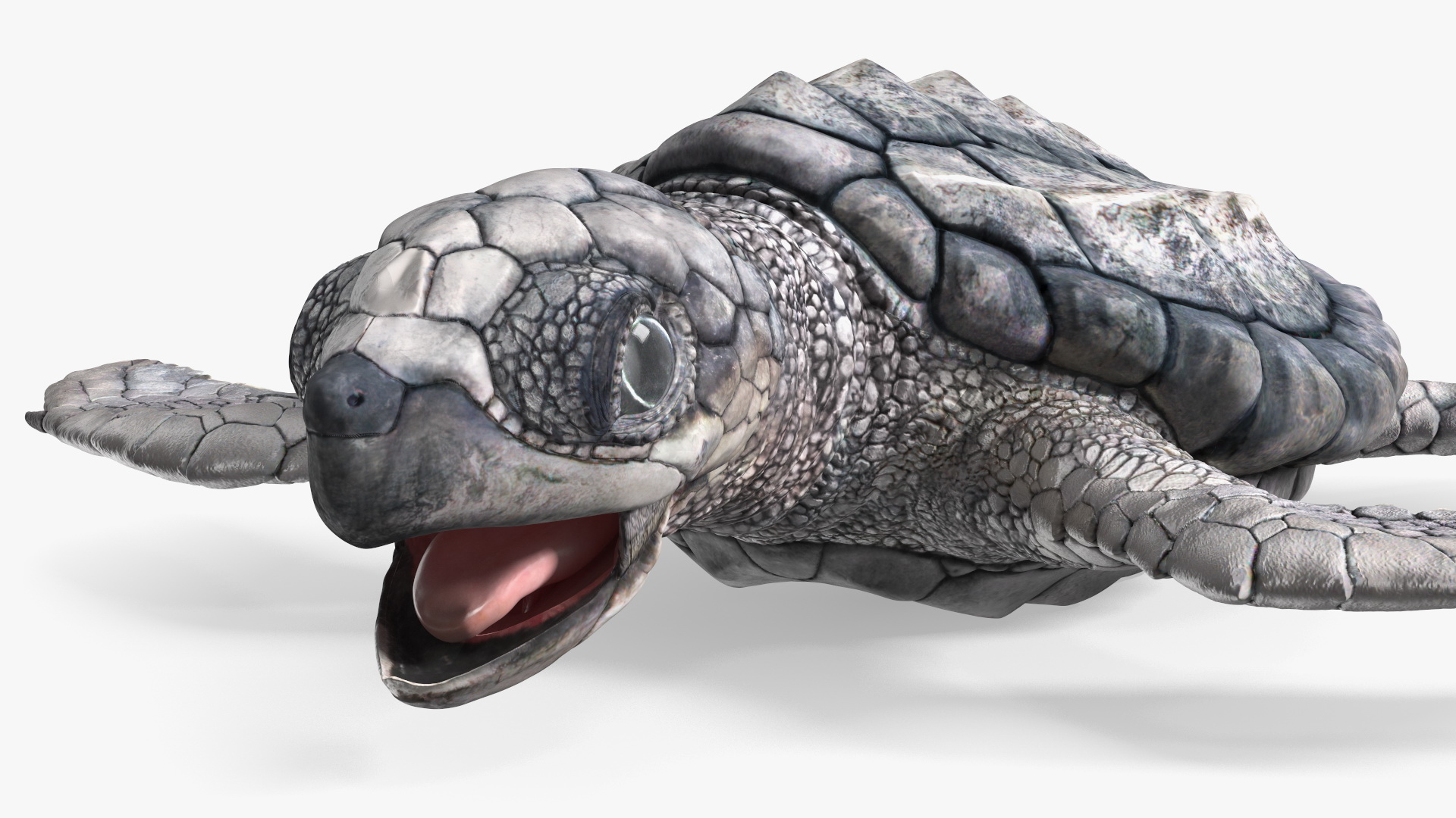 Baby Sea Turtle Gray Rigged 3D