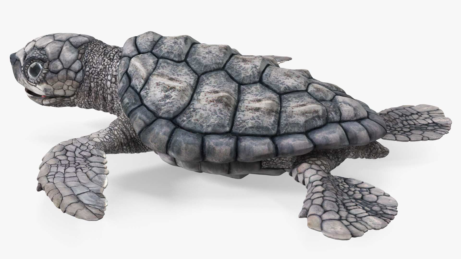 Baby Sea Turtle Gray Rigged 3D