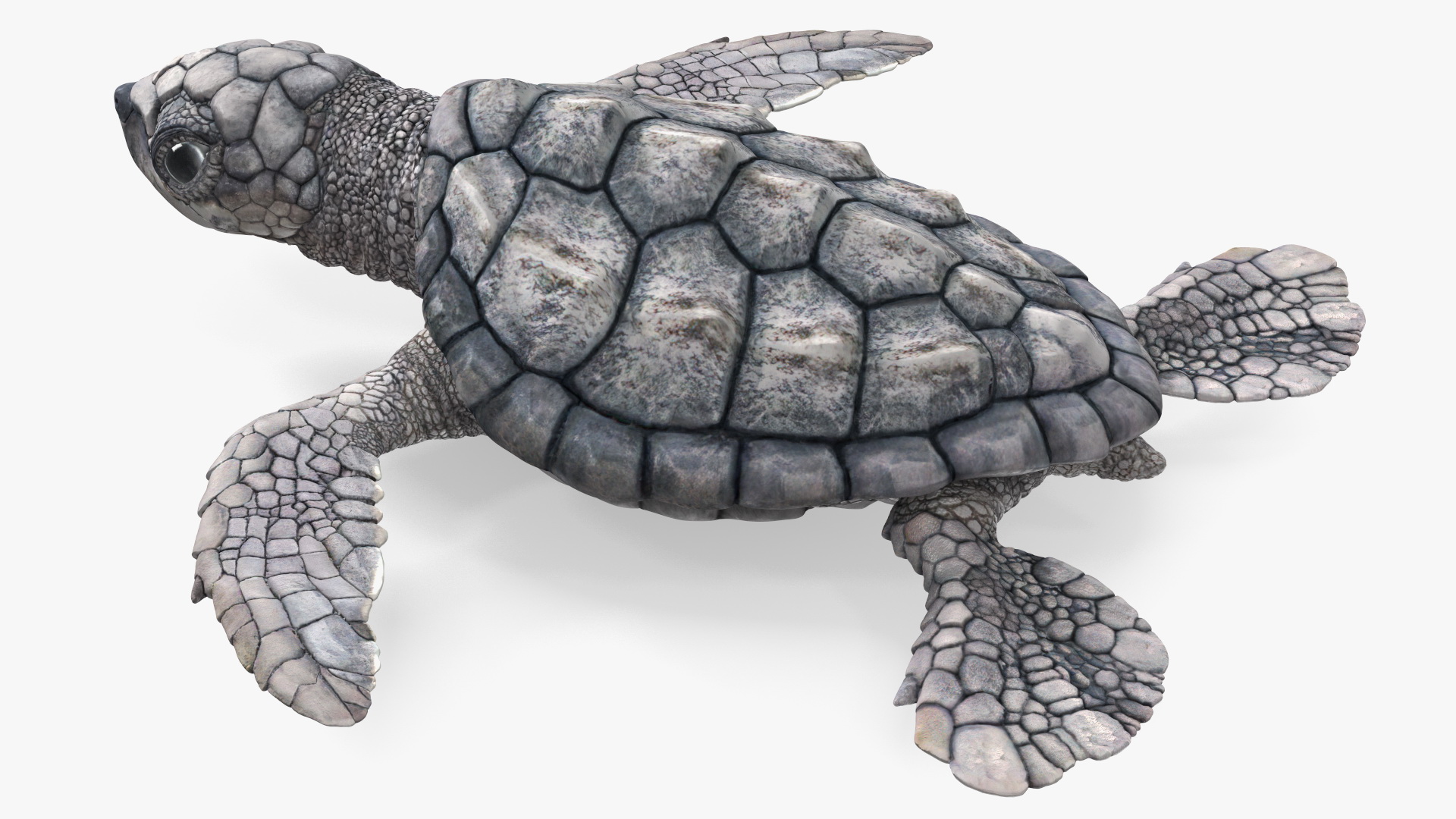 Baby Sea Turtle Gray Rigged 3D