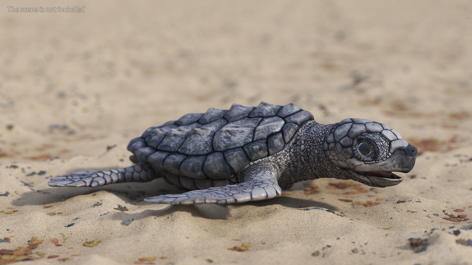Baby Sea Turtle Gray Rigged 3D