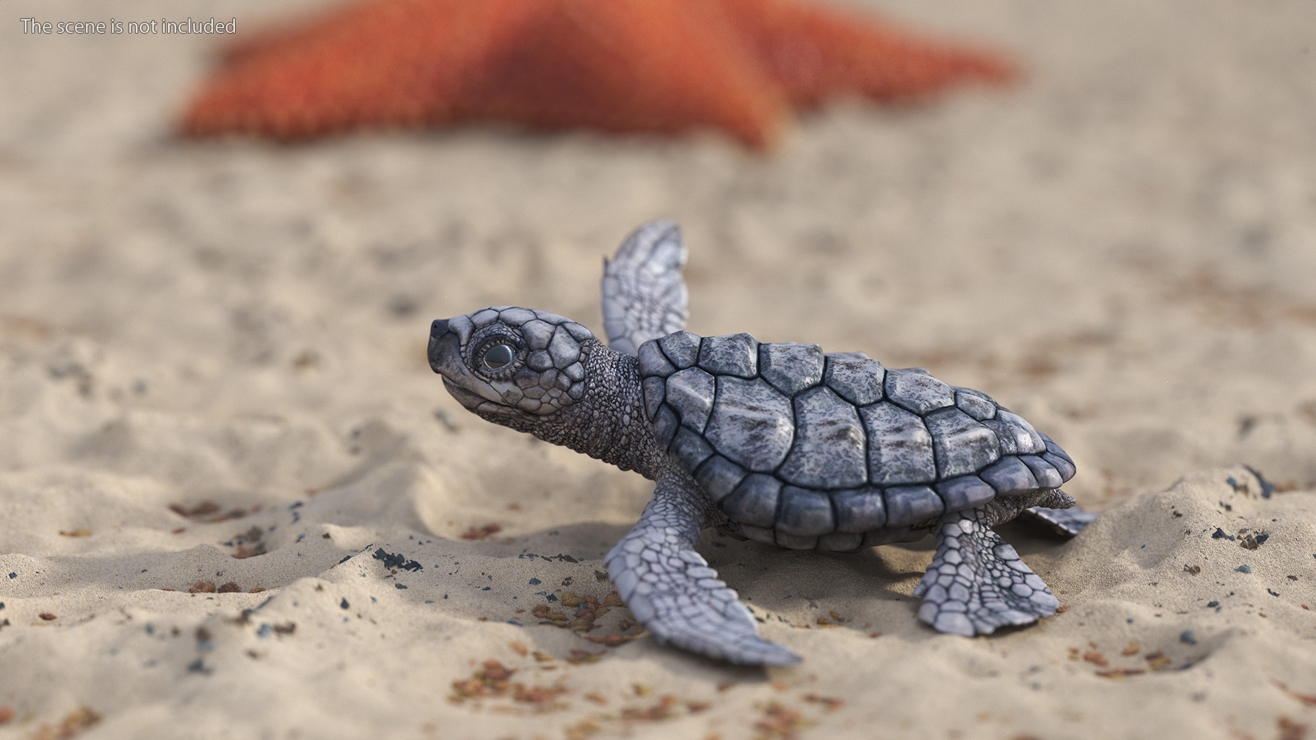 Baby Sea Turtle Gray Rigged 3D