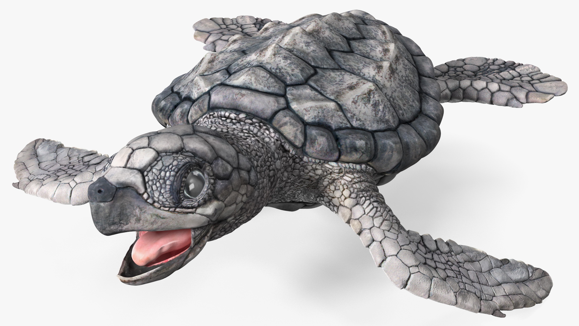 Baby Sea Turtle Gray Rigged 3D