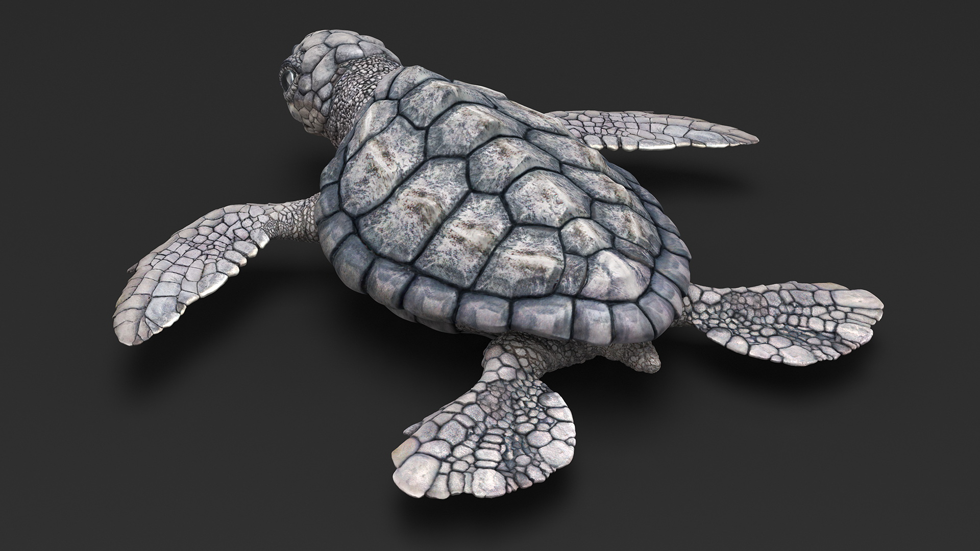 Baby Sea Turtle Gray Rigged 3D