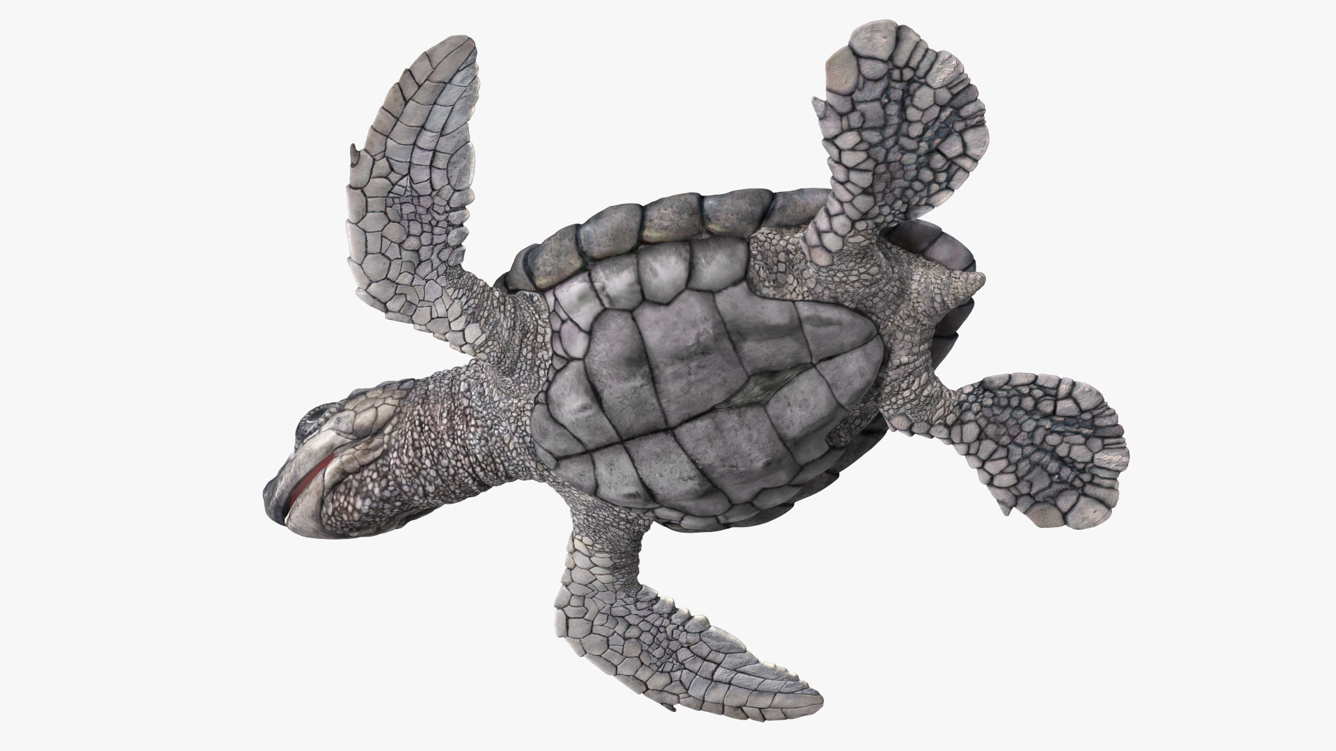 Baby Sea Turtle Gray Rigged 3D