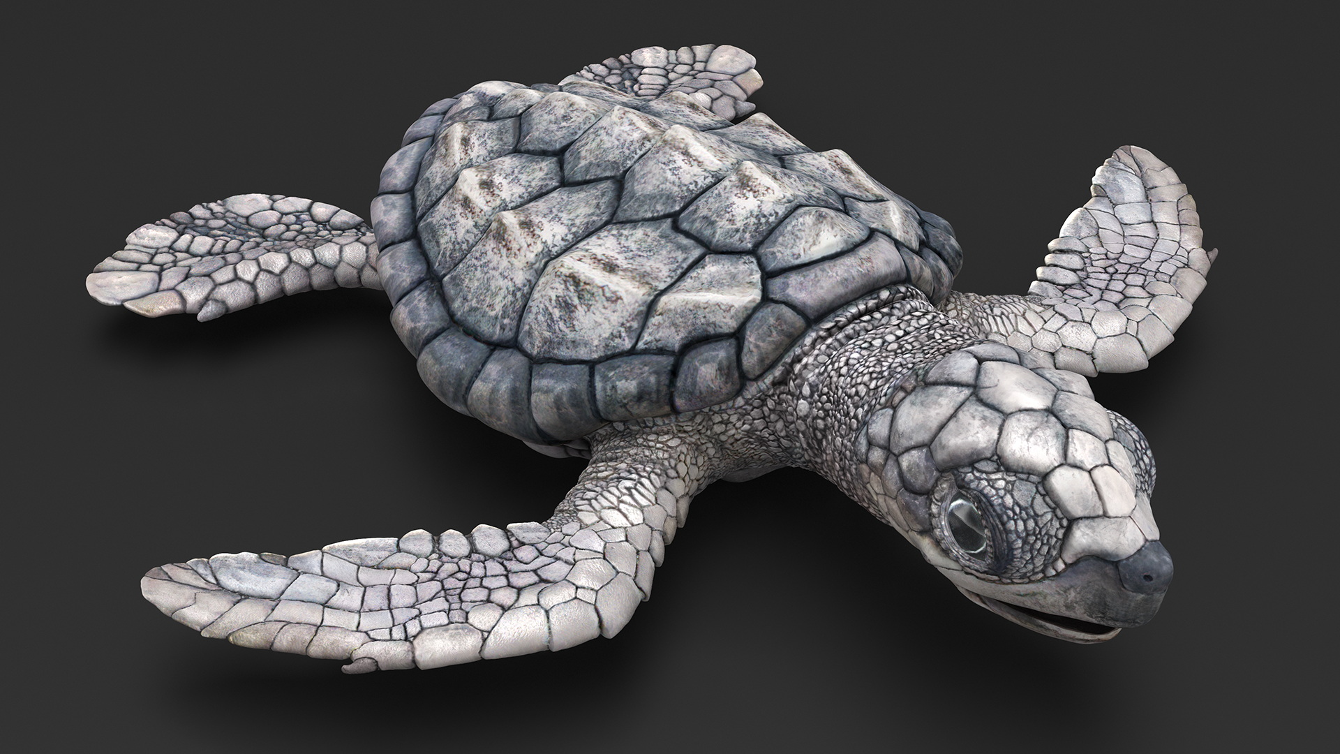 Baby Sea Turtle Gray Rigged 3D