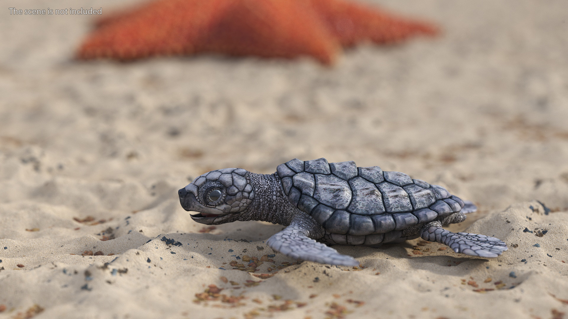 Baby Sea Turtle Gray Rigged 3D