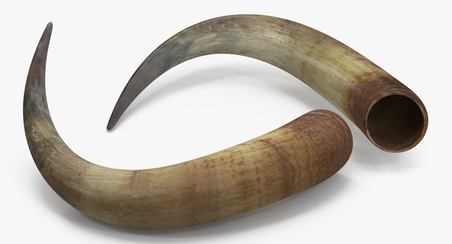 3D model Bulls Horn