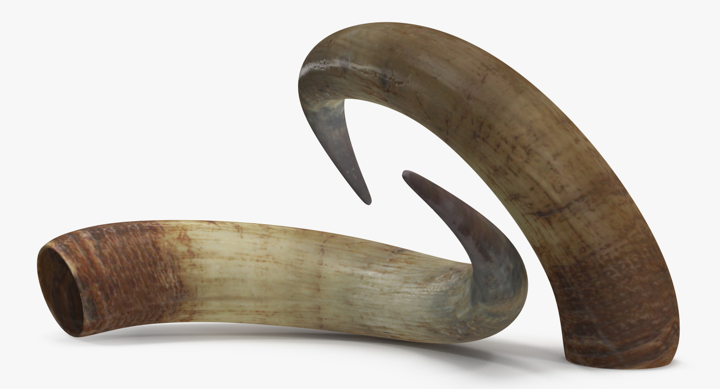 3D model Bulls Horn