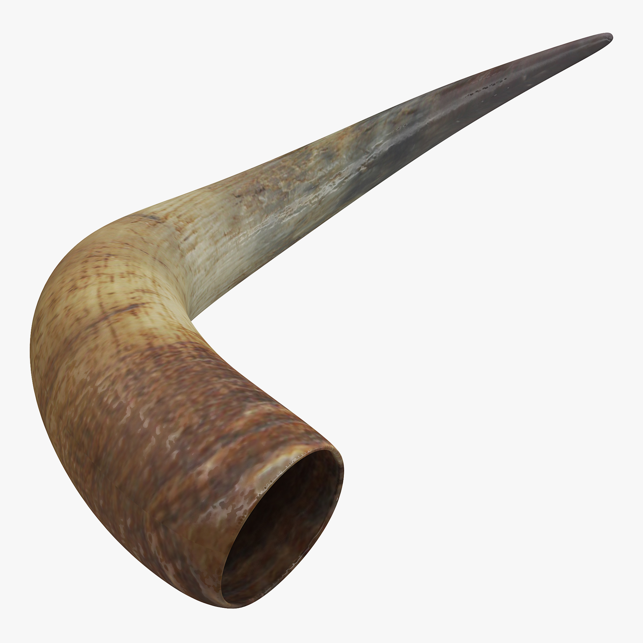 Bulls Horn