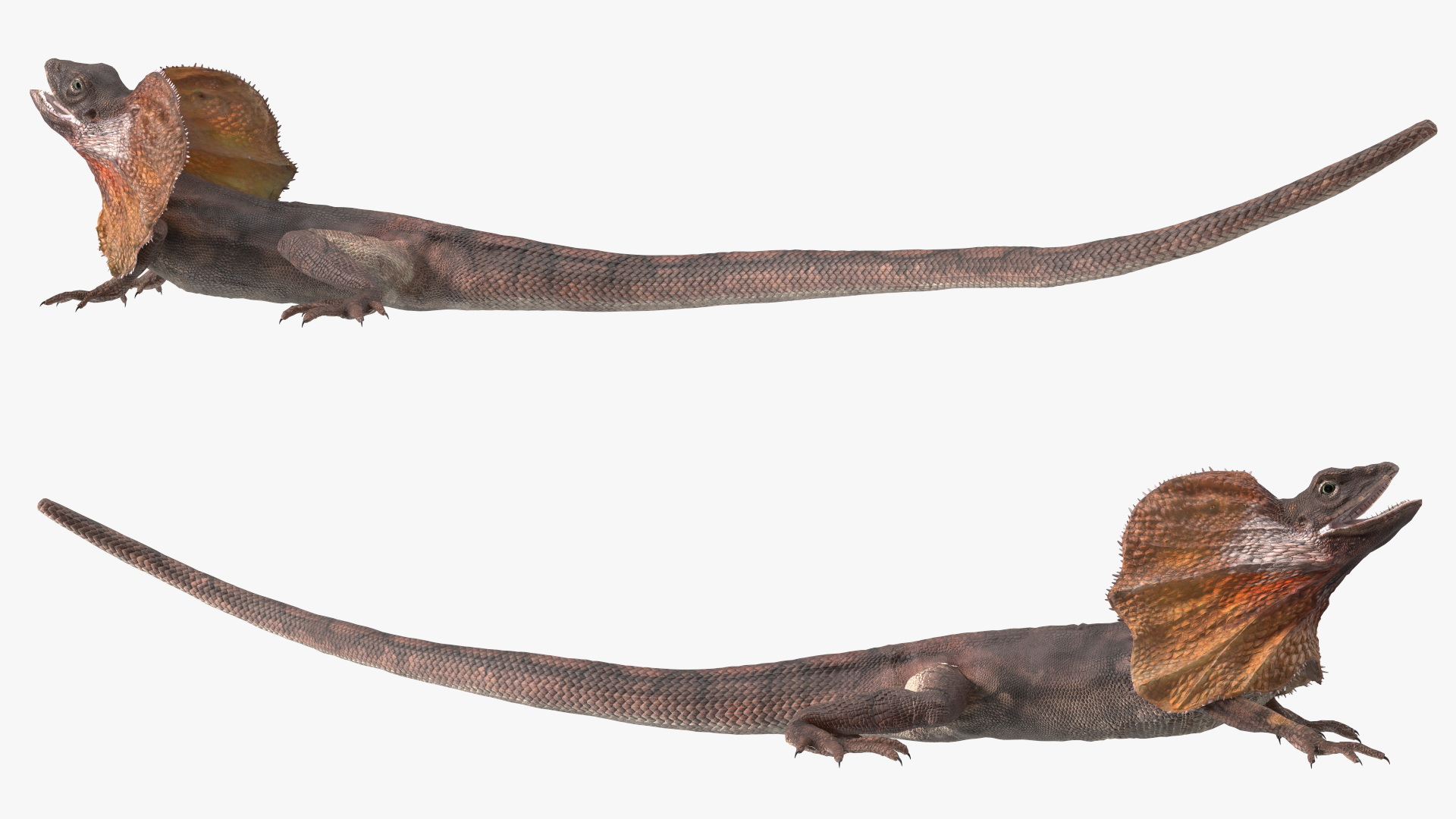 3D Frilled Dragon Crawling Pose model