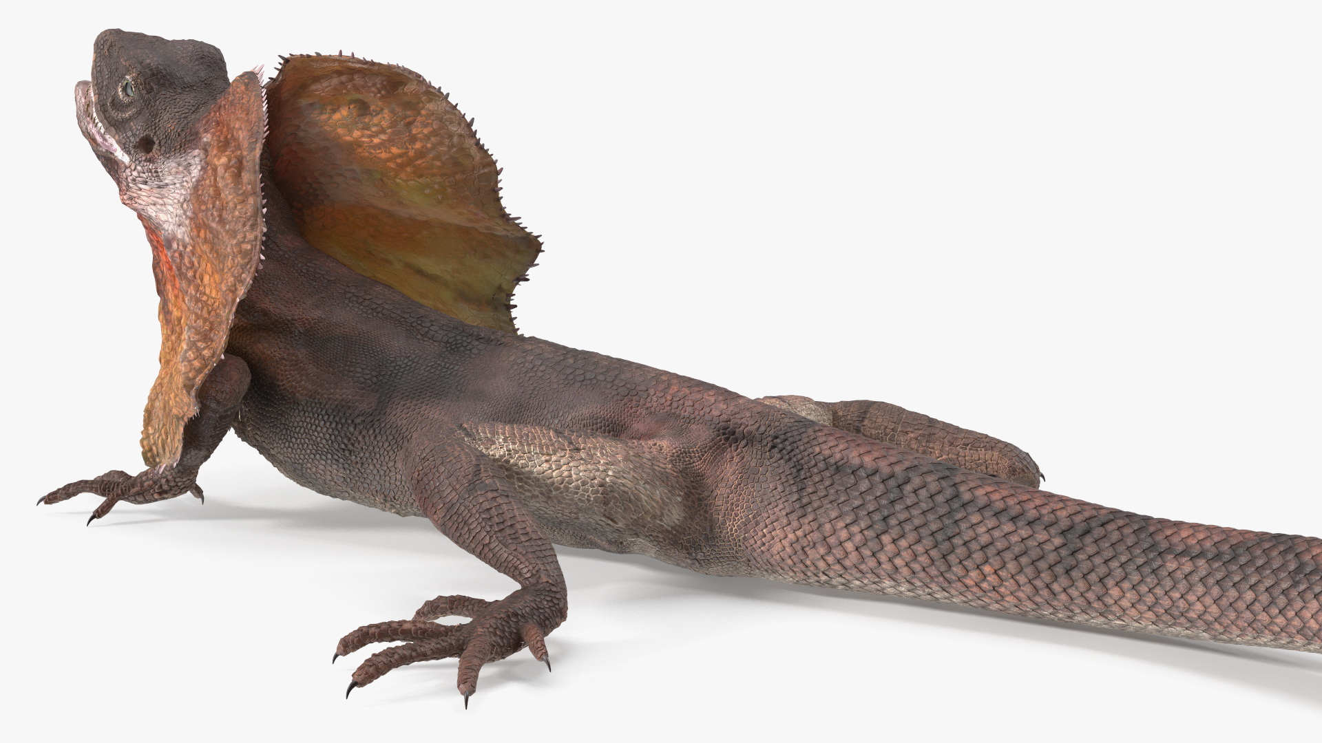 3D Frilled Dragon Crawling Pose model