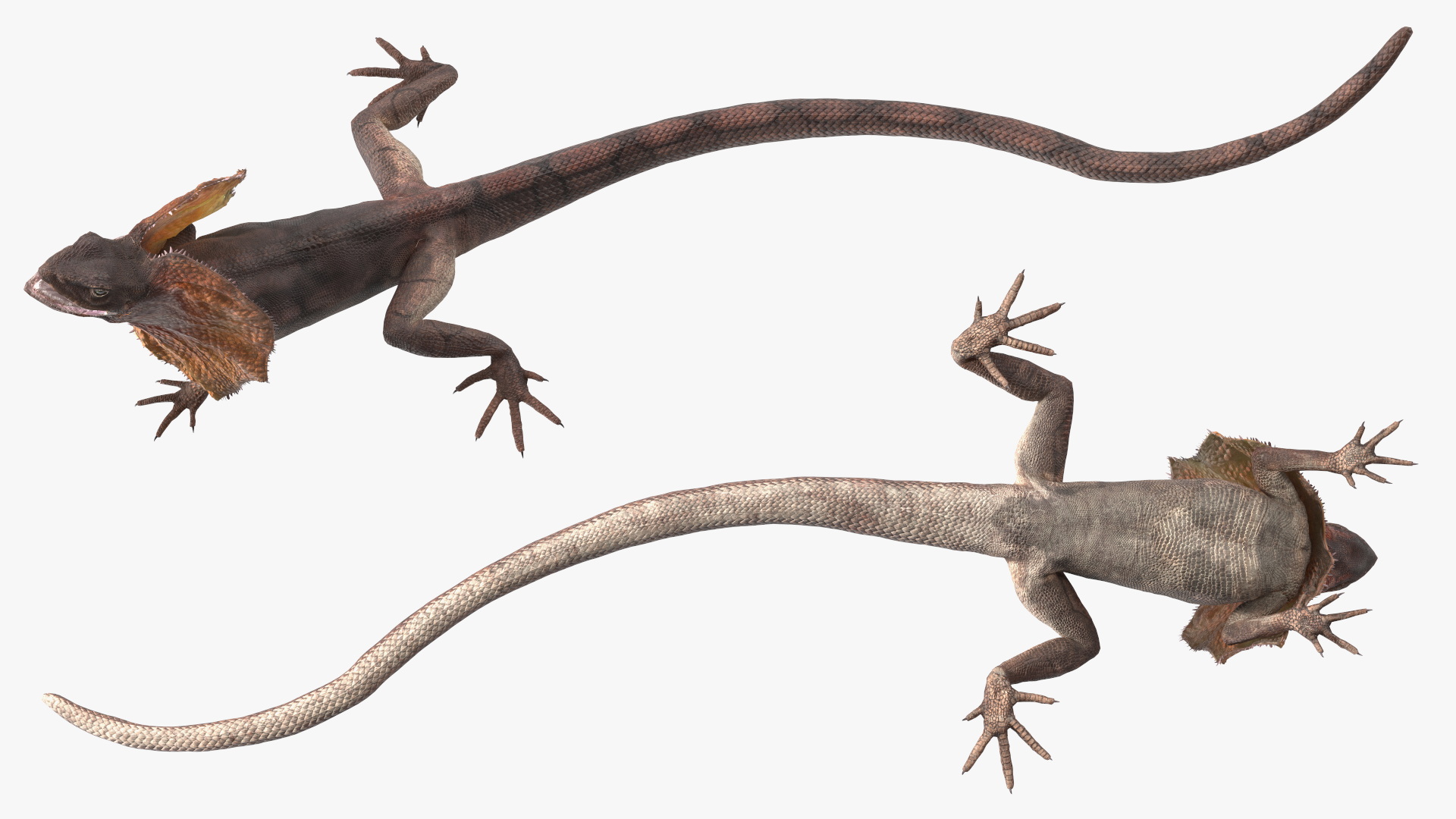 3D Frilled Dragon Crawling Pose model