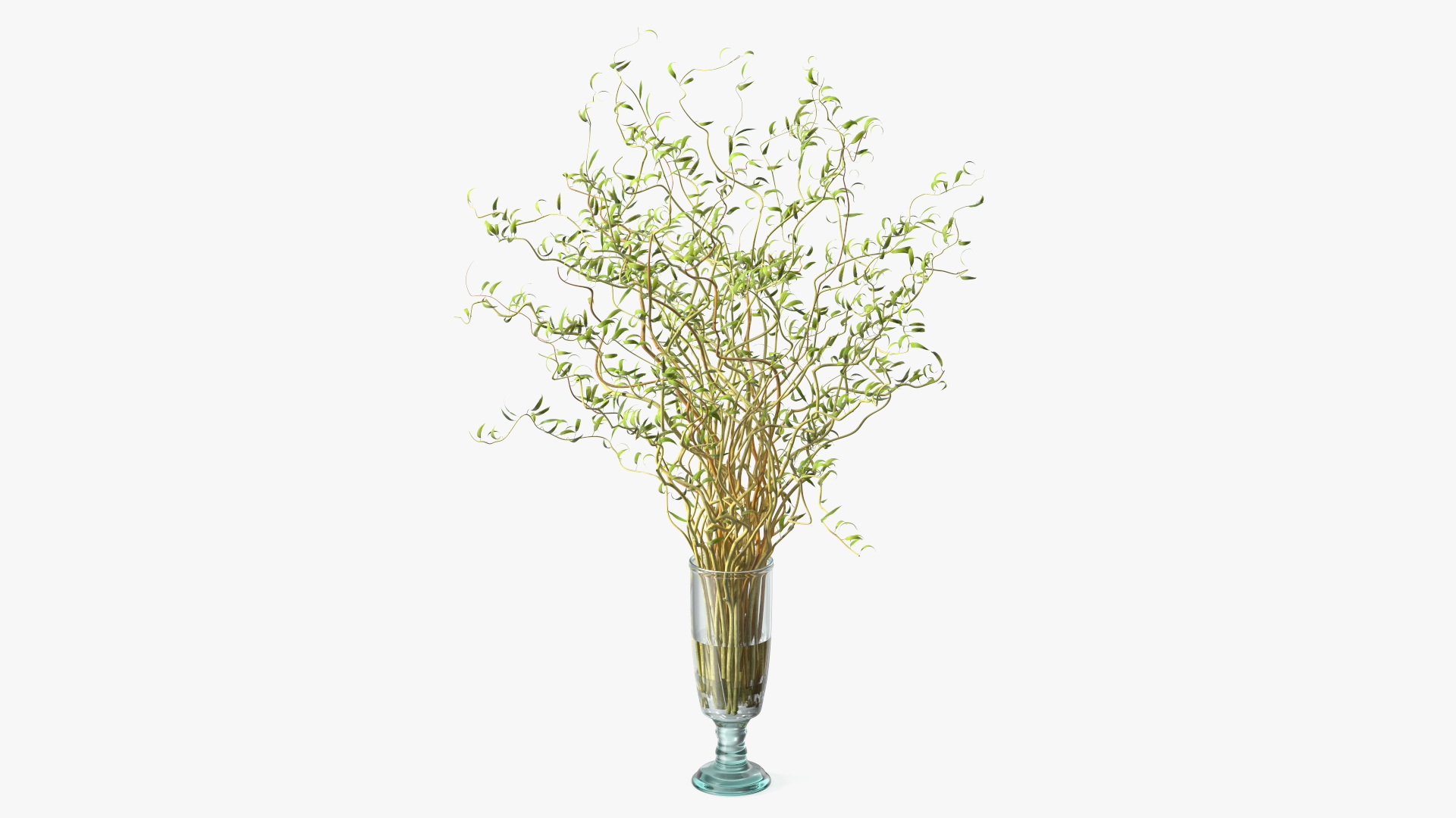 3D Curly Willow Branches with Leafs in Glass Vase