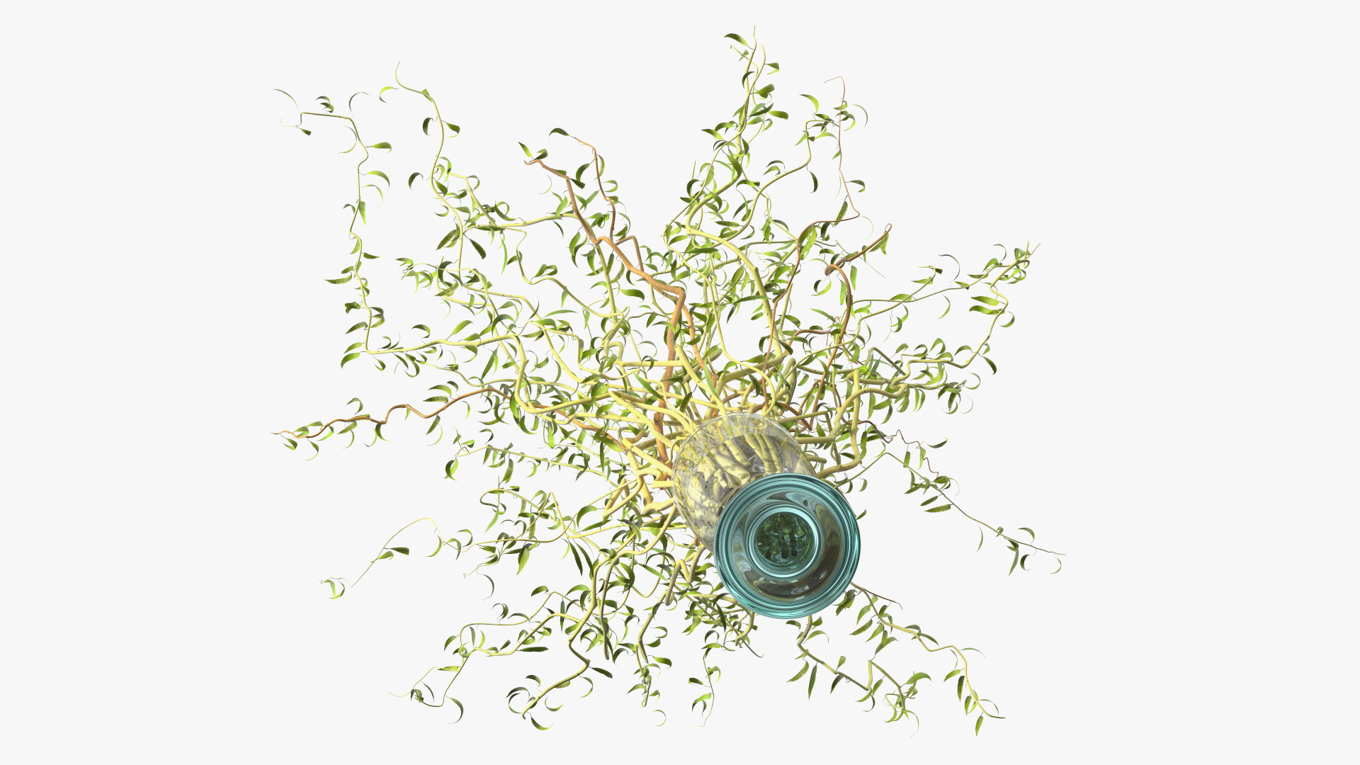 3D Curly Willow Branches with Leafs in Glass Vase