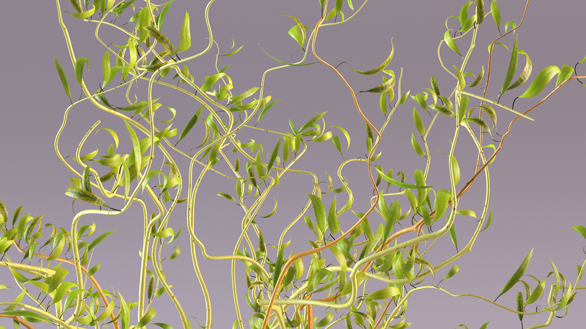 3D Curly Willow Branches with Leafs in Glass Vase