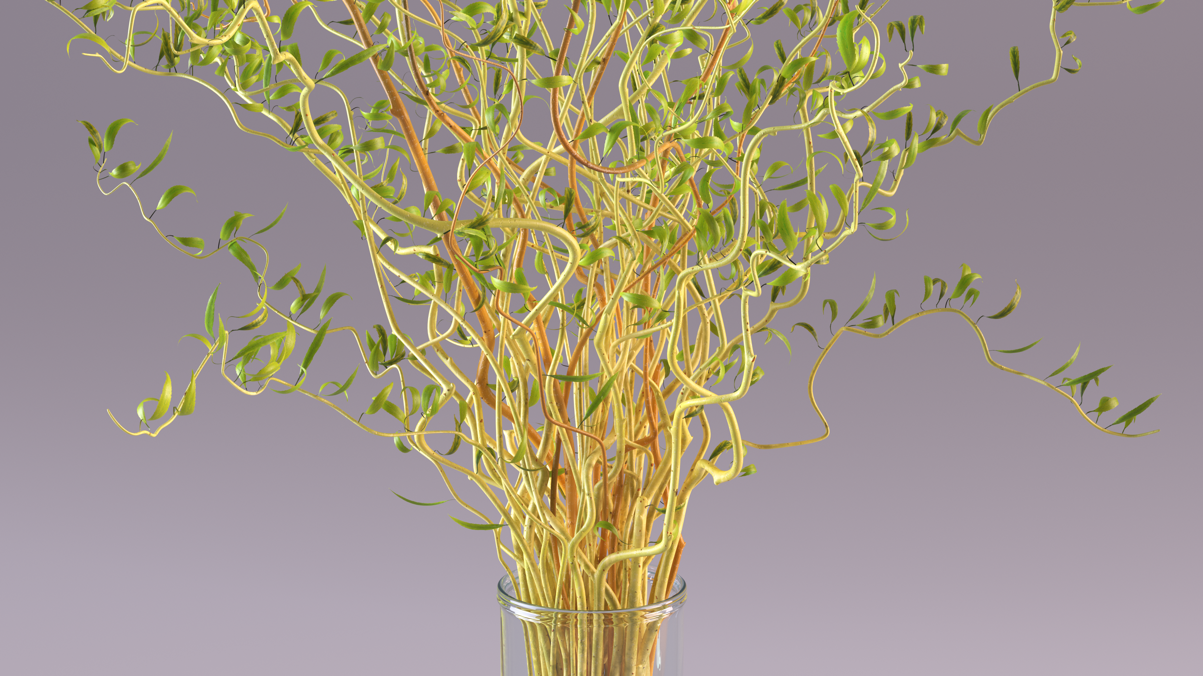 Curly Willow Branches with Leafs in Glass Vase, view 7