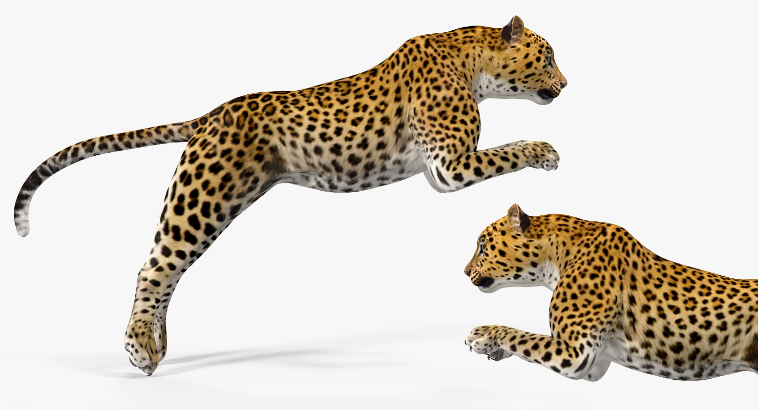 Leopard Rigged 3D model