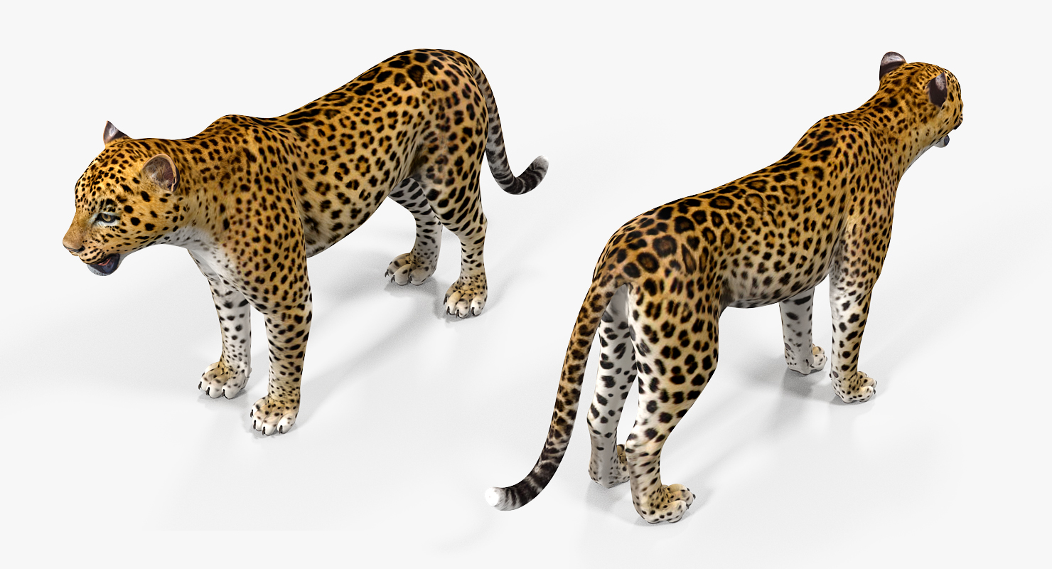 Leopard Rigged 3D model