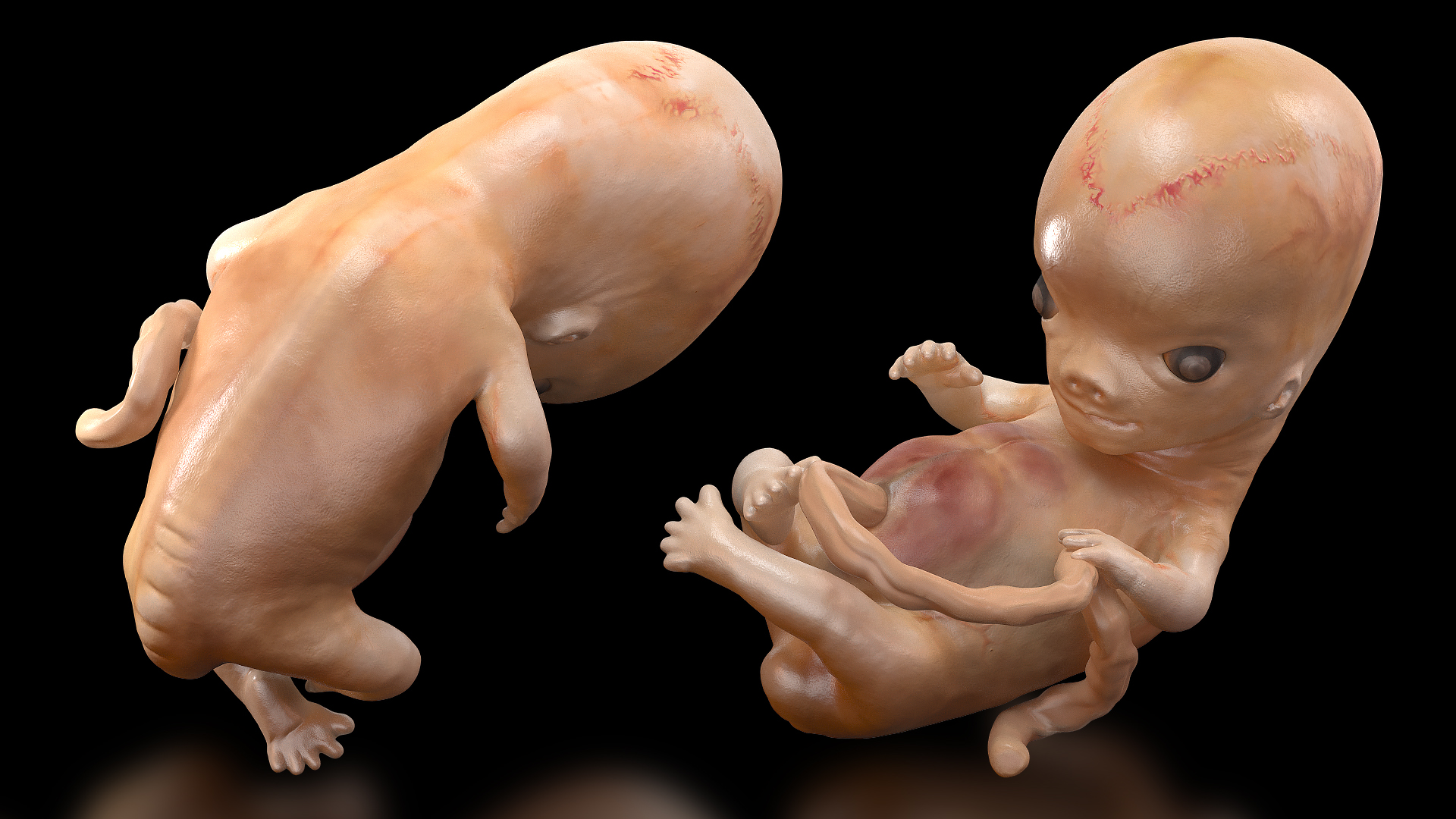 3D model Human Embryo 8 Weeks
