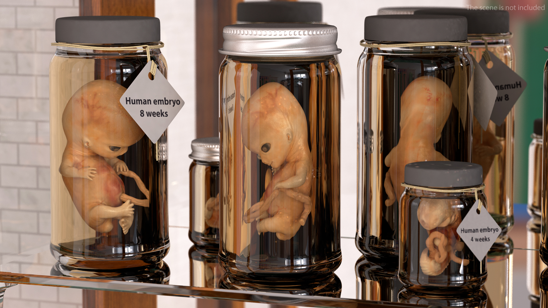 3D model Human Embryo 8 Weeks