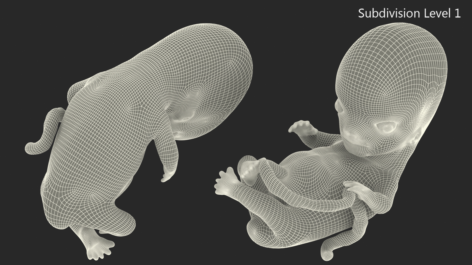 3D model Human Embryo 8 Weeks