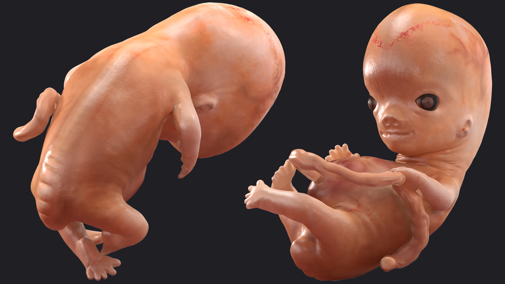 3D model Human Embryo 8 Weeks