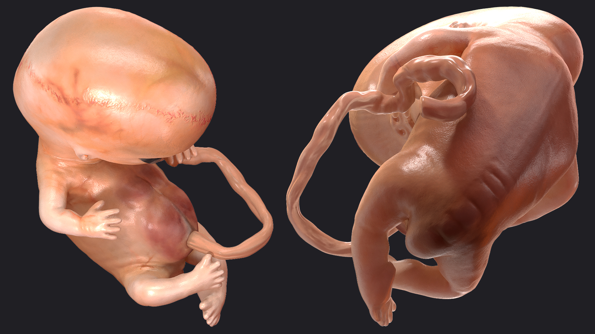 3D model Human Embryo 8 Weeks