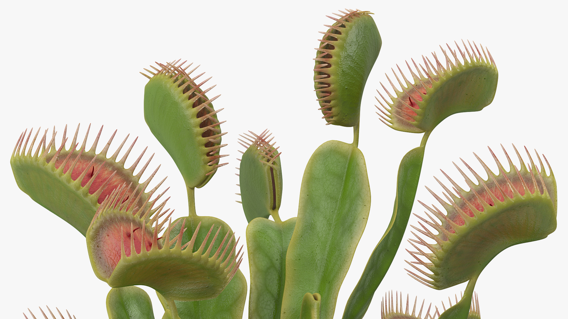 3D Venus Flytrap in Plant Pot