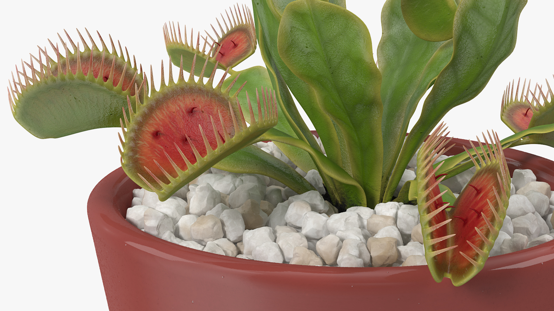3D Venus Flytrap in Plant Pot