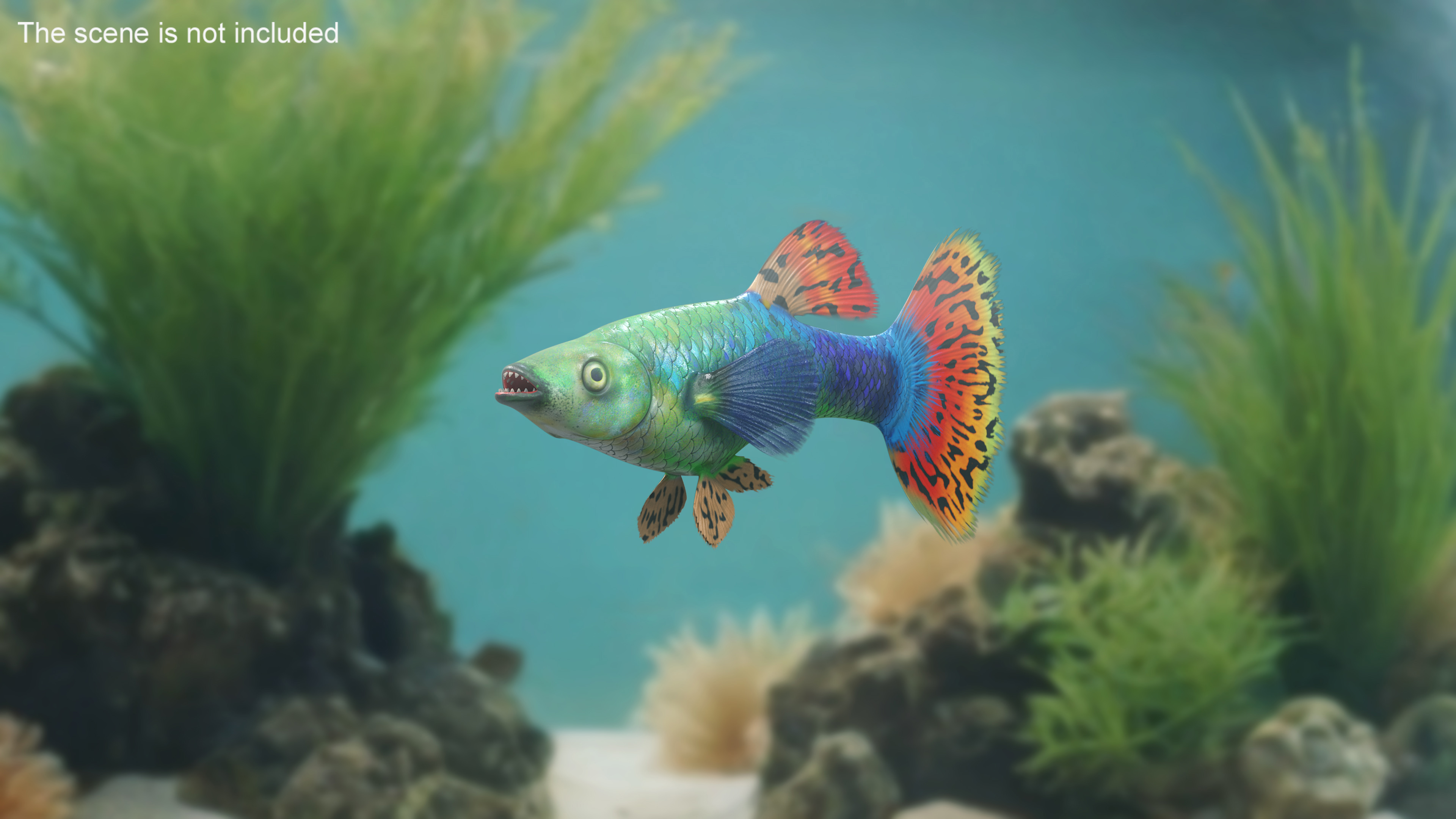 3D Guppy Fish Red Dragon