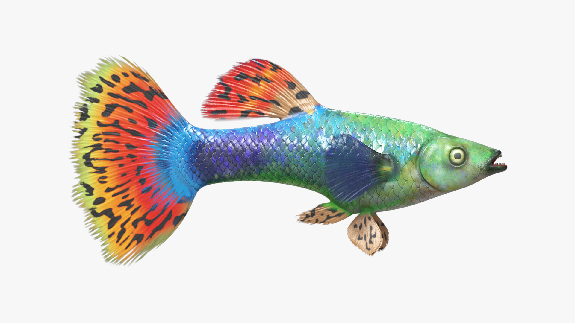 3D Guppy Fish Red Dragon