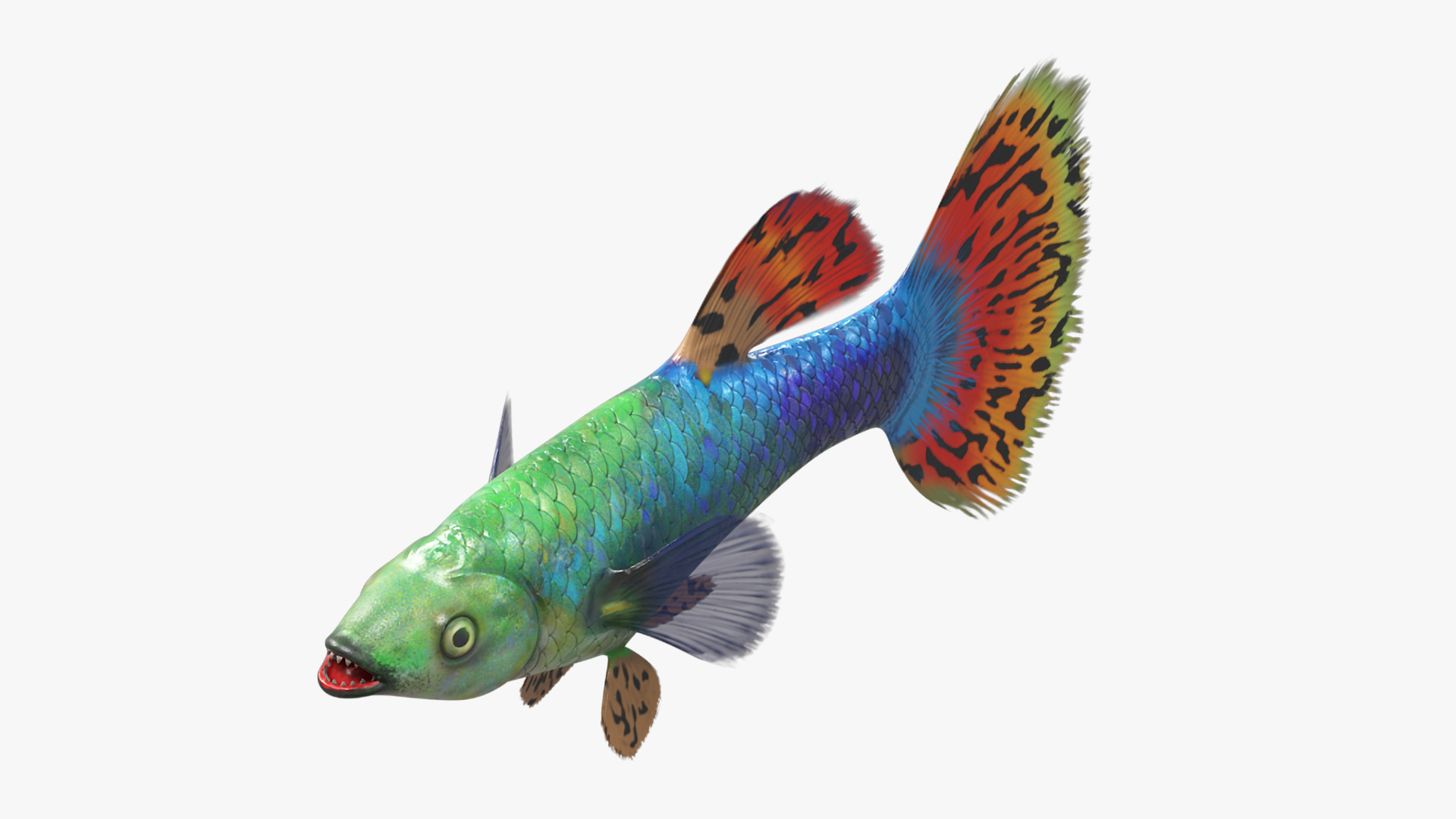 3D Guppy Fish Red Dragon