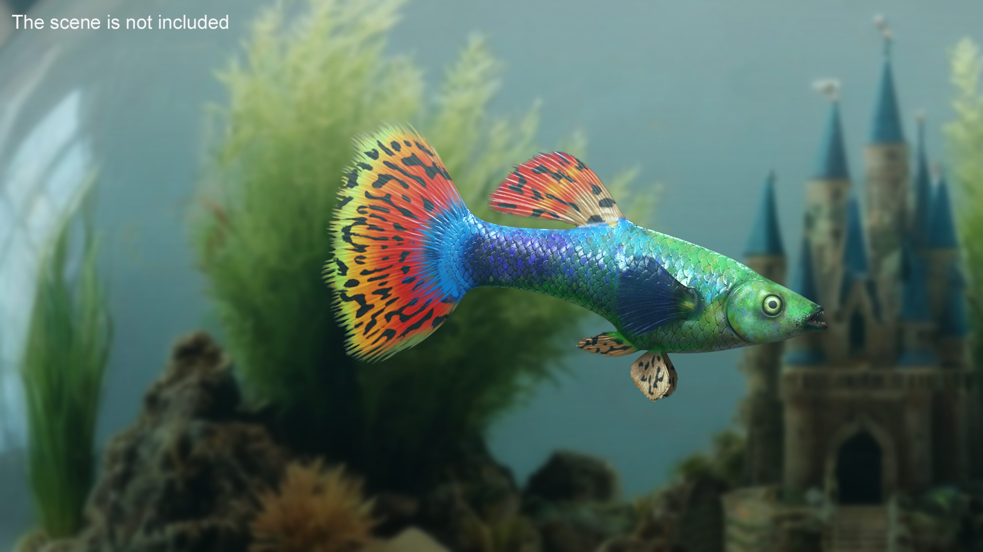 3D Guppy Fish Red Dragon
