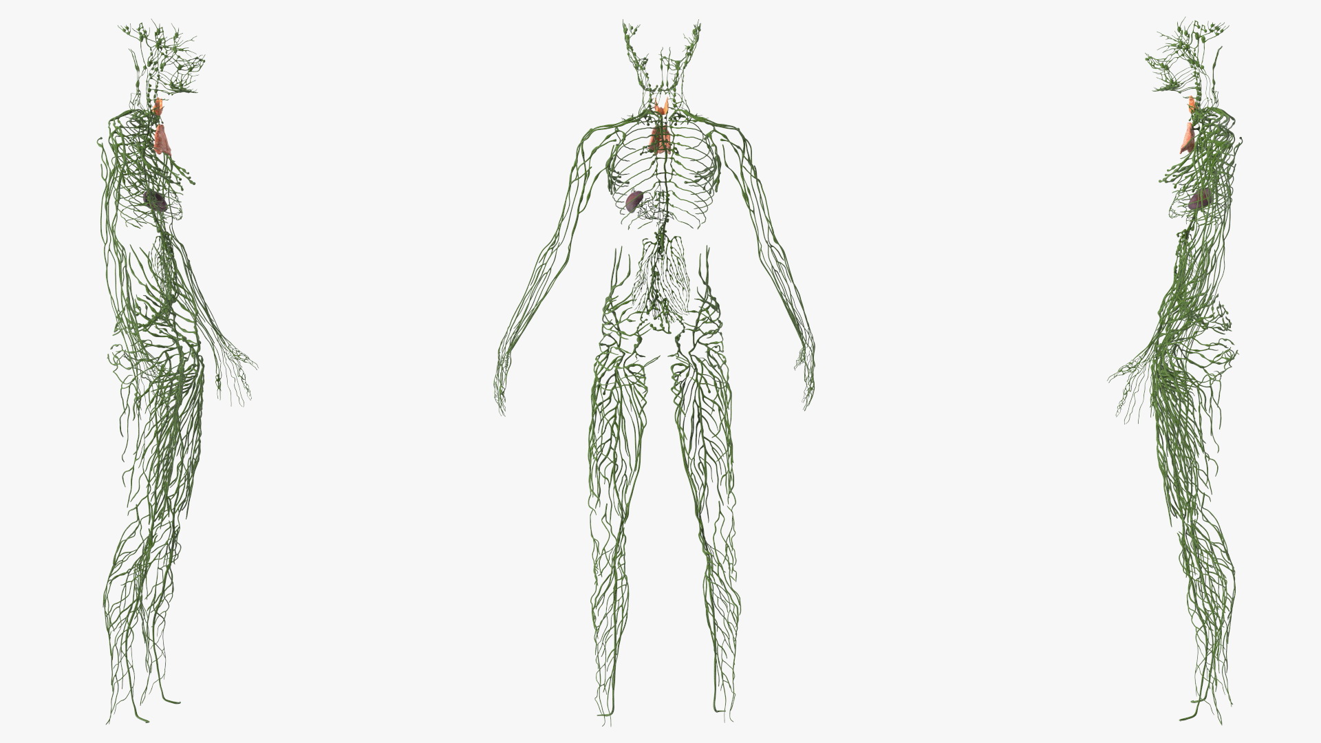3D Young Boy Lymphatic System
