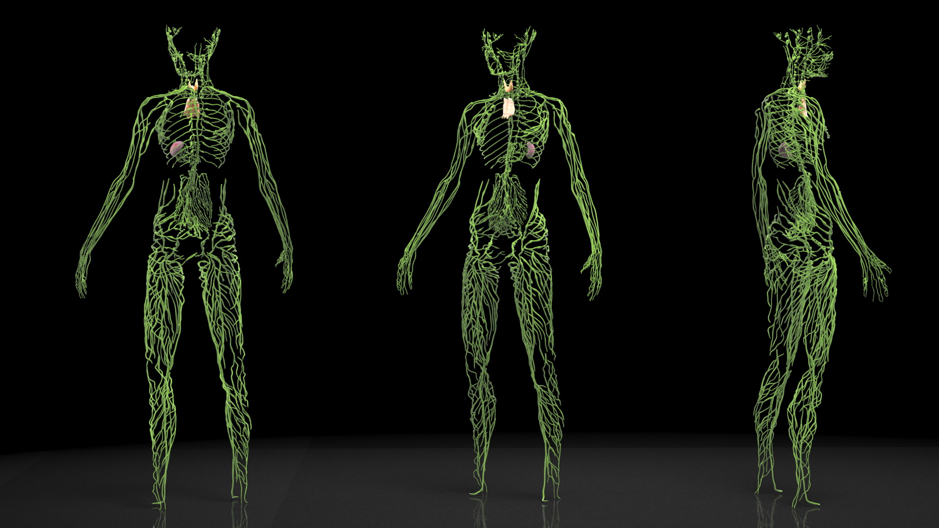 3D Young Boy Lymphatic System