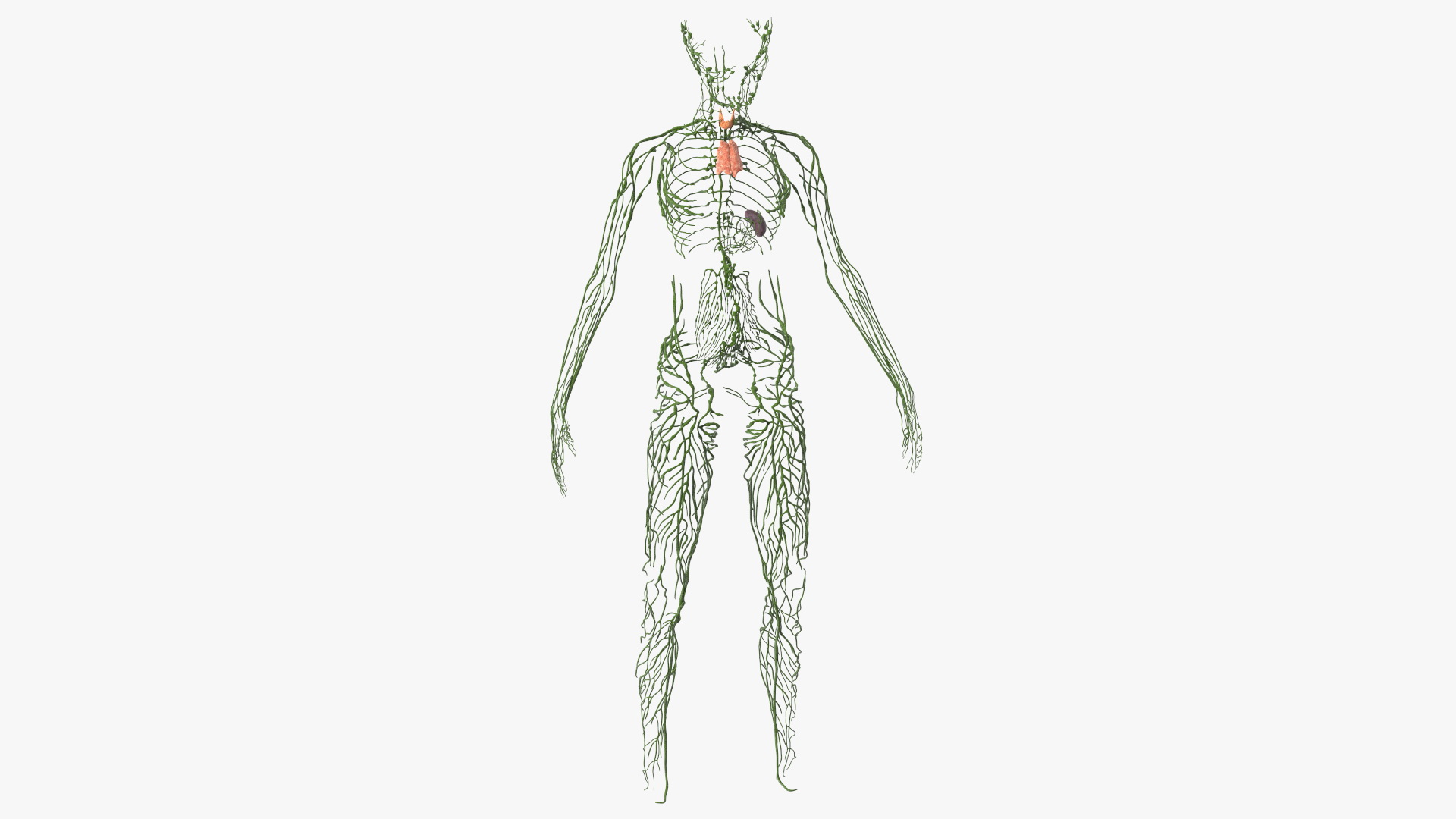 3D Young Boy Lymphatic System