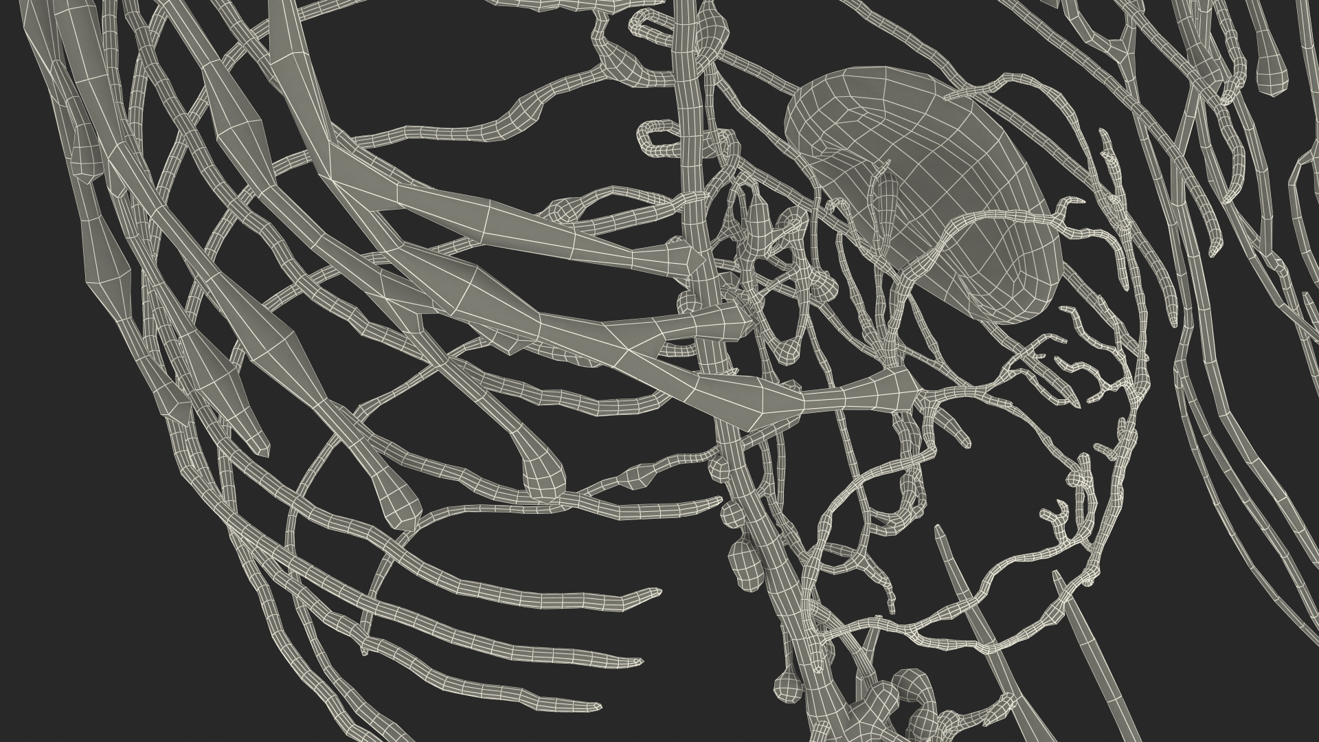 3D Young Boy Lymphatic System