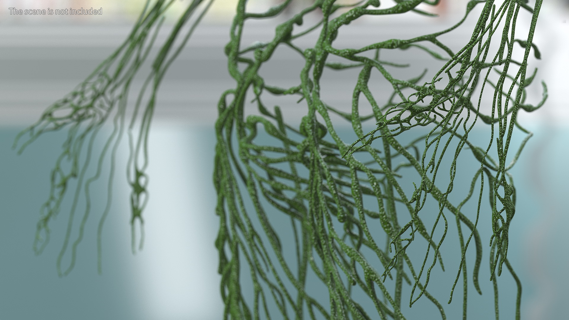 3D Young Boy Lymphatic System