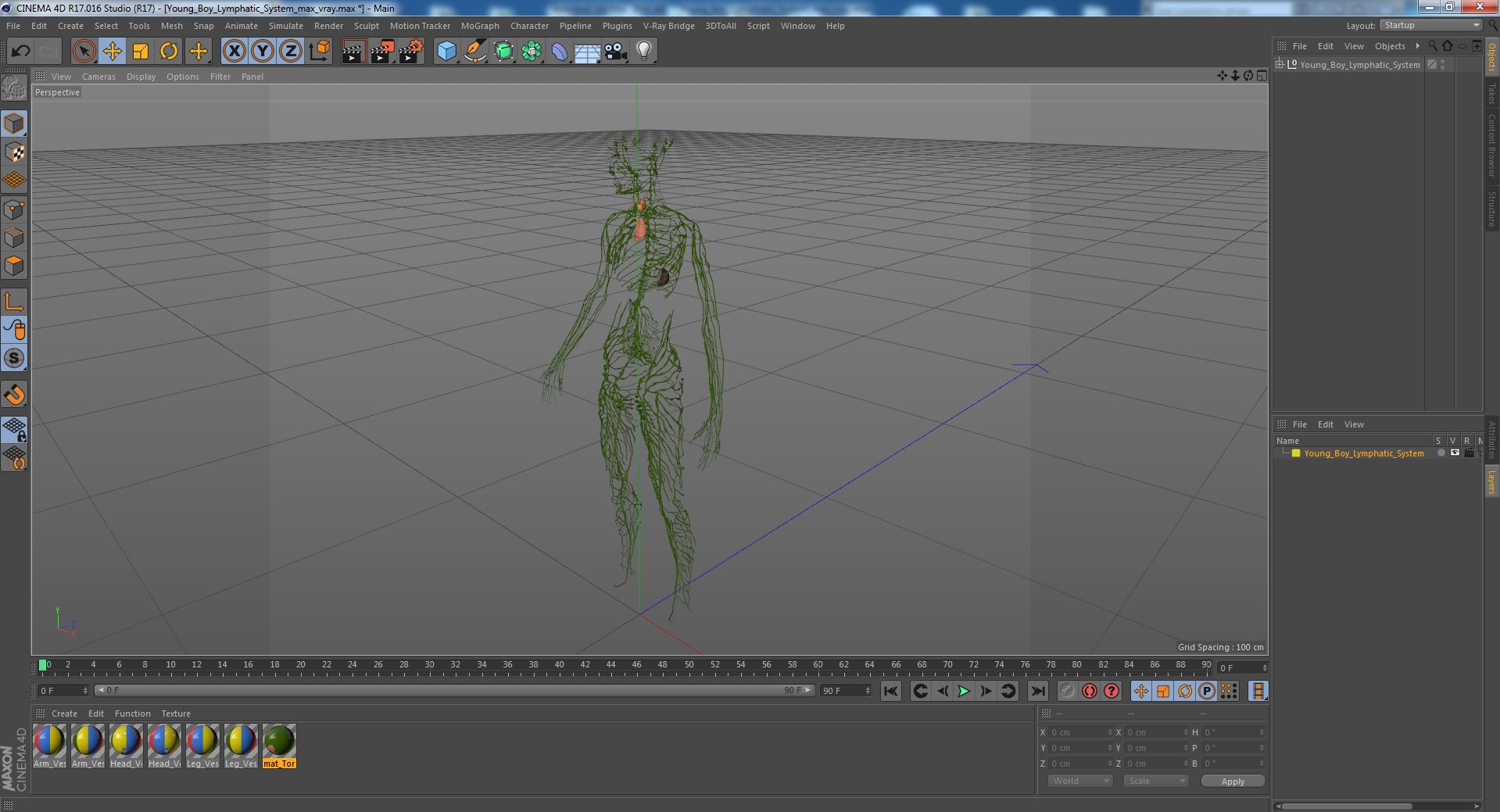 3D Young Boy Lymphatic System