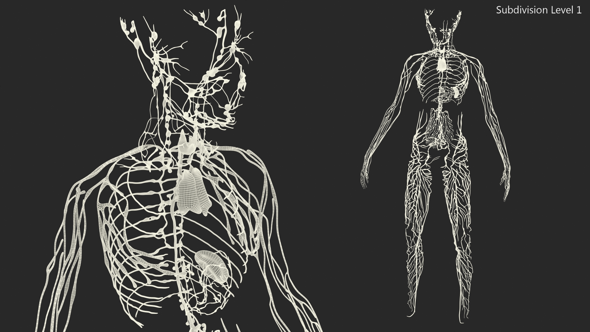 3D Young Boy Lymphatic System