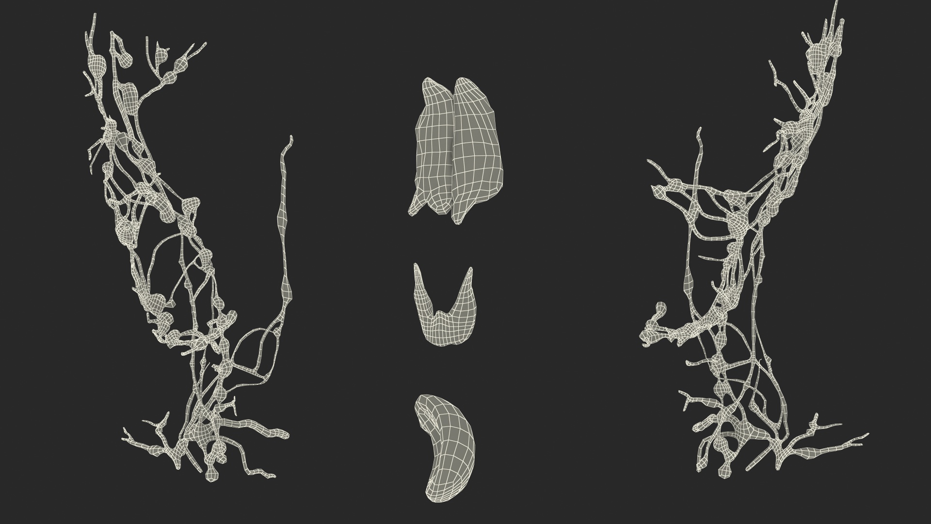 3D Young Boy Lymphatic System