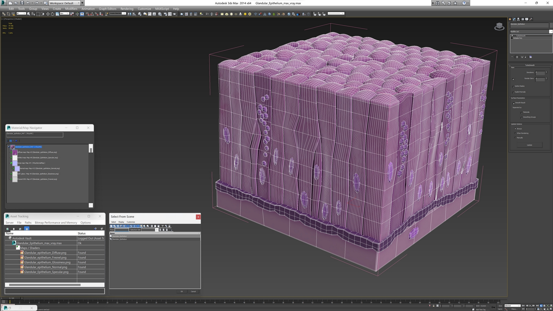 3D model Glandular Epithelium